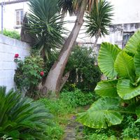 Irene's house